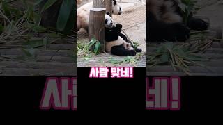 이게 어떻게 판다야!#루이바오 #후이바오 #루이