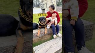 可能母老虎的手上长刺了 #一坨 #罗威纳 #罗威纳护卫犬 #rottweiler #pets #funny #向威 #向威和一坨 #yituo