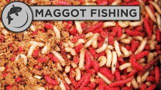 How to catch carp with maggots