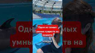  Удивительные факты о дельфинах 