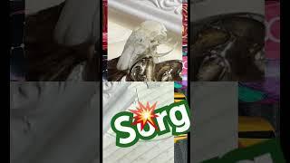 SorgSorg 22￼