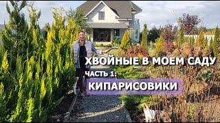 ХВОЙНЫЕ В МОЕМ САДУ. Часть 1: КИПАРИСОВИКИ