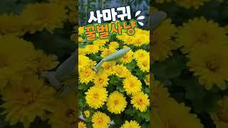 #사마귀 #꿀벌 #shorts 리치아이비채널