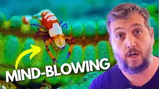 7 Unique Symbiotic Relationships For Your Reef Tank!