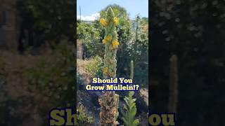 Should You Grow Mullein?