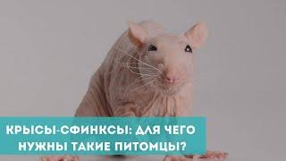 Крысы-сфинксы: для чего заводить такого питомца?