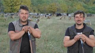 Nomads from Bosnia