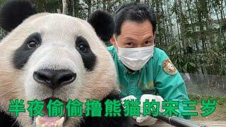 偷偷撸“猫”的宋三岁 |大熊猫福宝 판다푸바오 #animals #panda