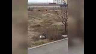 Фазаны в ЖК Суворовский.