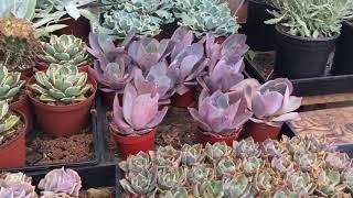 Two Plant Nurseries in Antelope Valley