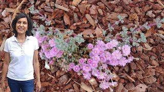 Propagating the 3 Sided Leaves Succulent - Ice Plant (with actual results)