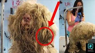 Woman opens her groomer in the middle of night to care for this dog what happened next is..