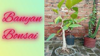 Repotting a large Banyan bonsai tree. #banyanbonsai