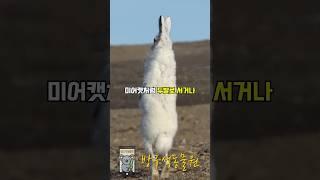다리가 엄청 긴 토끼