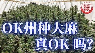 奥克拉荷马（OK）大麻农场四华人被杀，OK 州近年成为美国华人新移民新一波淘金热的目的地。OK州医用大麻合法化，但是种植执照容易申请，华人纷纷到当地投資设棚种植大麻，但是借人头申请以及成品输出而触法