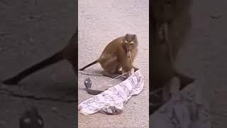 what is this|#Rk creation 8292|#youtubeshorts