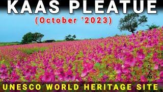 Kaas Plateau  2023 | Kaas Pathar | Valley of flowers | Kaas Woods Resort | Thoseghar waterfall |