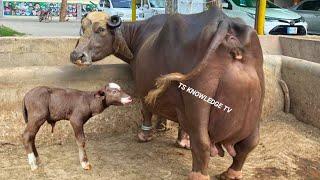 World Highest Milking Buffaloes of Haji Shaukat Doggar of Multan