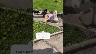 Сколько тут собак #music #гуляем #двойняшки #funny #family #nostalgia #природа #snow #лето #song