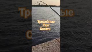 #рыбалка #рыба #клюет #окунь #2025 #лещнафидер #донка #fish #fishing #