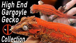 Red Gargoyle Gecko Collection Tour!