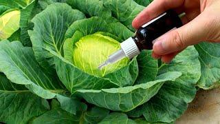 SUPER TOOL FOR CABBAGE! DO THIS MUCH ON THE CABBAGE WILL NEVER BE! +10 Recipes