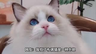 为什么越来越少人养“布偶猫”？网友：我怕了