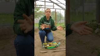 Томаты будут усыпаны плодами и не заболеют фитофторой, если сделаете так! Как подвязать помидоры