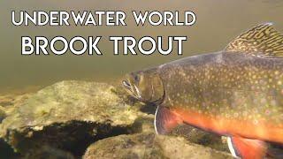 Incredible UW World of Brook Trout