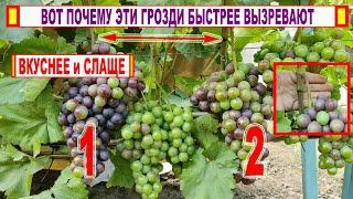  Кольцевание винограда! Как УСКОРИТЬ  СОЗРЕВАНИЕ ягод, УСИЛИТЬ ОКРАСКУ и УЛУЧШИТЬ ВКУС ягод!