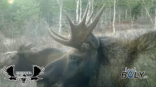 Cow Moose Calling