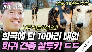 [#인기급상승] 개통령 강형욱도 훈련시켜본 적 없는 희귀종 살루키?! 우아한 외모에 달리기까지 잘하는 국보급 강아지 등장 | #고독한훈련사