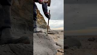 We came across a HUGE fresh shale landslide! ️ Amongst it, we found these fossils! 