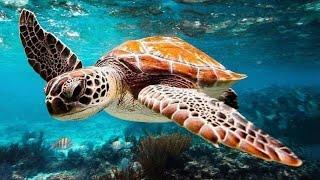 12 HOURS Relaxing Music for Stress Relief - Undersea Nature Relaxation Film + Meditation Music