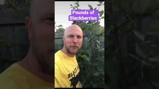 How get pounds of blackberries from one bush! #gardening #blackberries #backyardgarden #prepper
