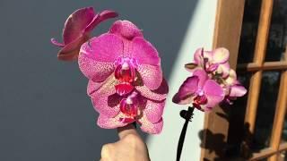 Free Phalaenopsis Orchid Problems