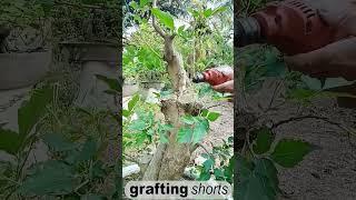 bonsai tree new grafting idea l grafting shorts