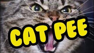 How to eliminate CAT PEE - URINE - and all funky smells!!!
