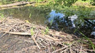 “BEAVERS BLOCKADE FAILS” Beaver Dam Removal Restores Flow To River