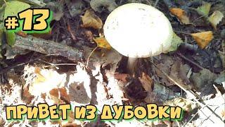 Фазенда - Привет из Дубовки #13