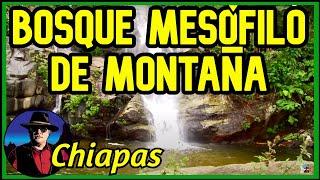 Bosque Mesófilo de Montaña, Chiapas