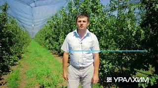 Опыт внедрения системы питания по технологии Группы «Уралхим» на яблоневых садах