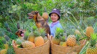 Harvest ripe pineapples  to sell at the market and buy more chicks to raise.