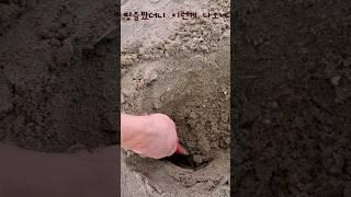 땅을팠더니 이런   나오네 ㅋㅋ헐~