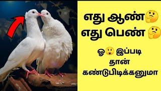 HOW TO IDENTIFY MALE AND FEMALE PIGEONS ||SIMPLE 3 STEPS TO FIND |Pr Pigeons