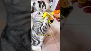 Vet Called My Cat Fat 