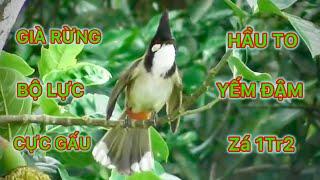 GIÀ RỪNG , BỘ LỰC , CỰC GẤU , SỔ GIỌNG TỐT