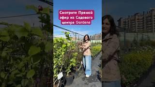 В ВИДЕО В ЛЕНТЕ. 40 минут о растениях и красоте  #одинцово #дача #сад #садовыйцентр