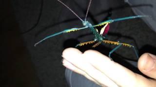 Achrioptera fallax - Blue Stick Insect !