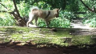 Biscuit does the Lion King walk